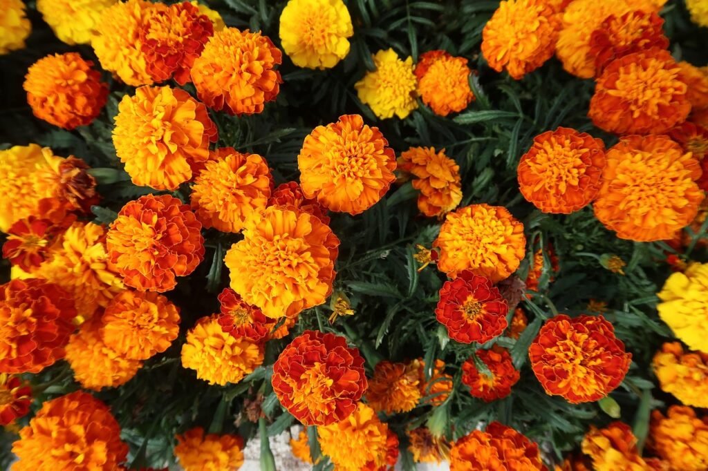 marigolds as companion plants
