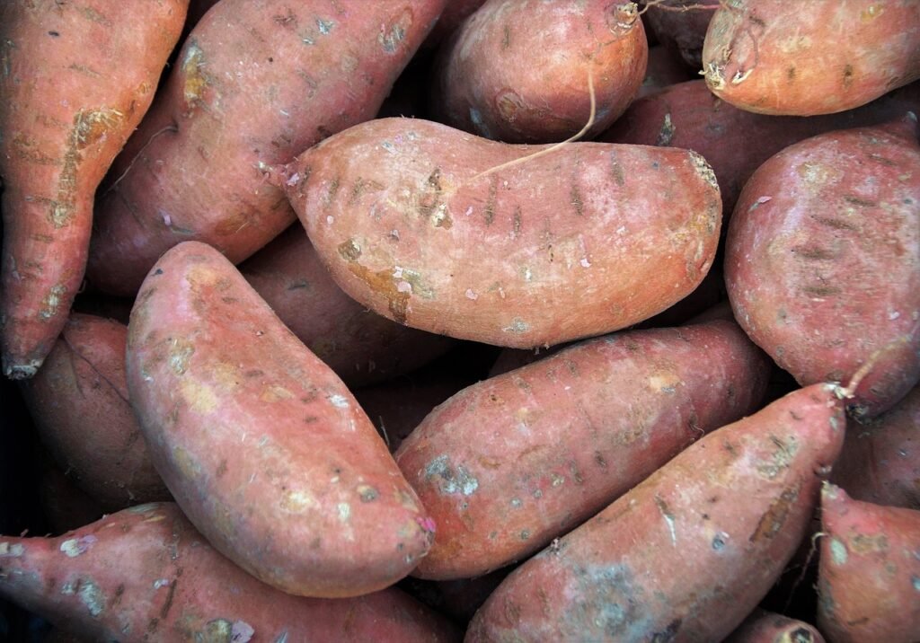 sweet potato slips