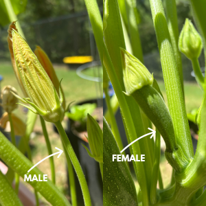 courgette pollination step by step - hand pollinating male and female flowers