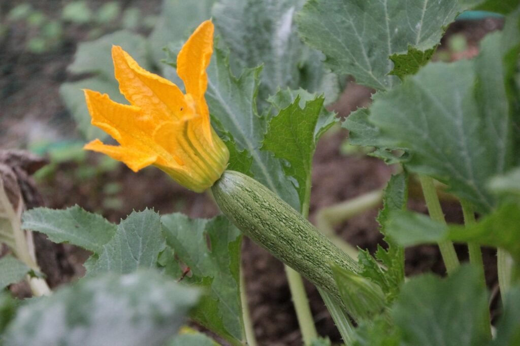 How to Pollinate Zucchini