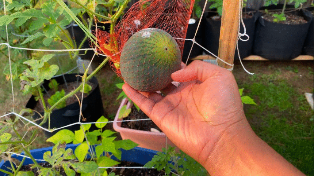Growing watermelon in containers