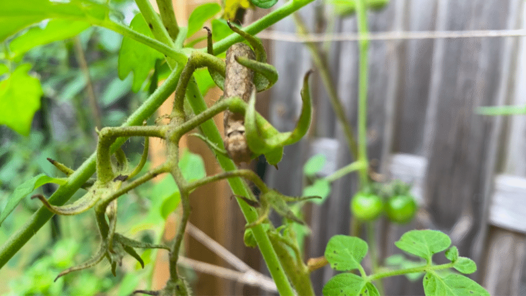 Tomato hornworm