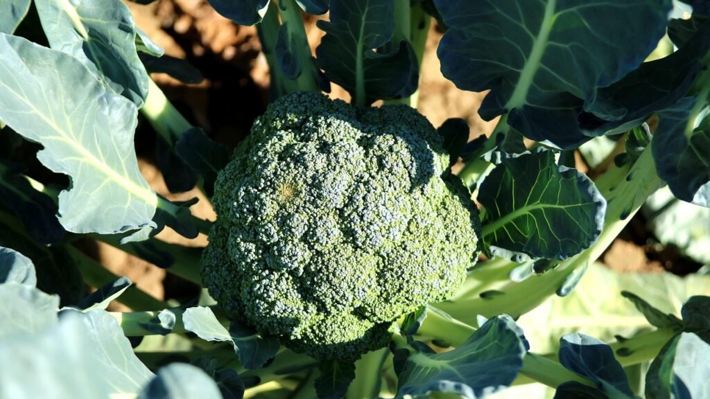companion planting for broccoli