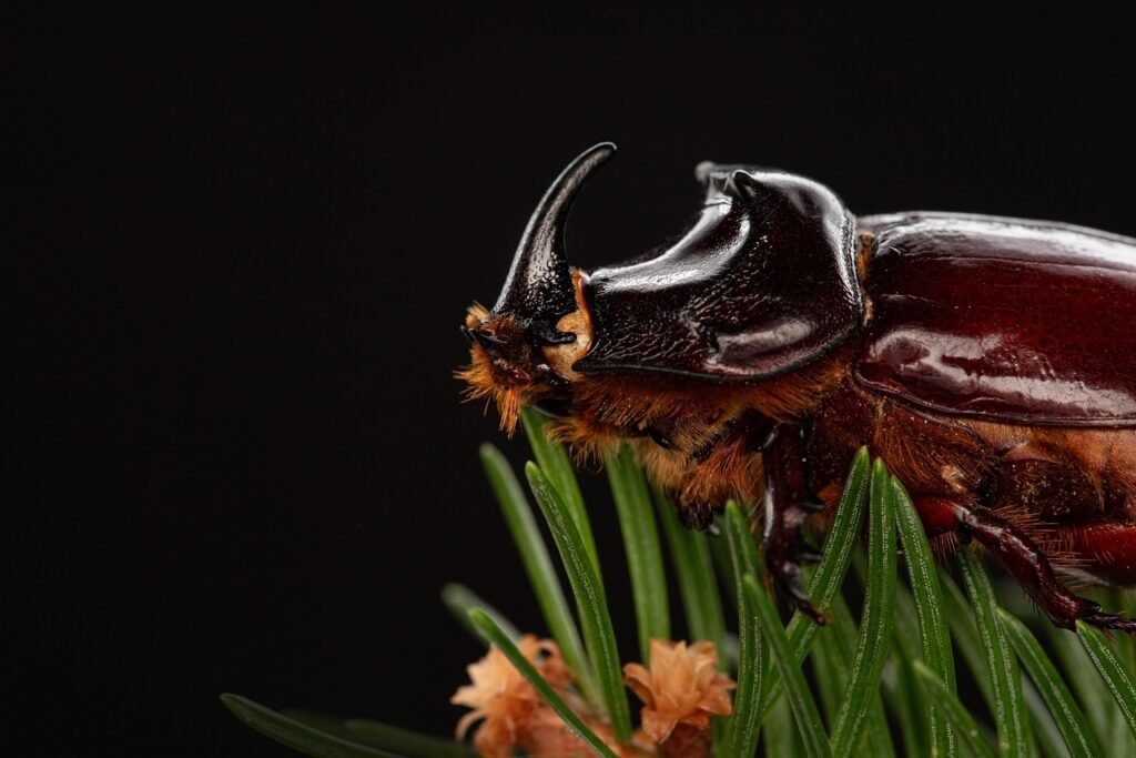 Bug Spray Recipe for Plants