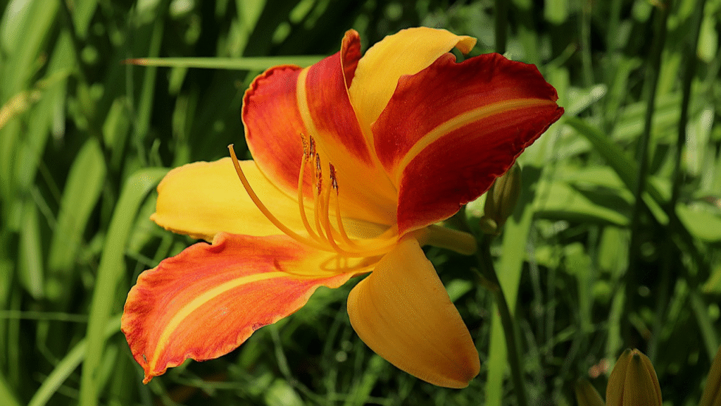 Daylilies (Hemerocallis)