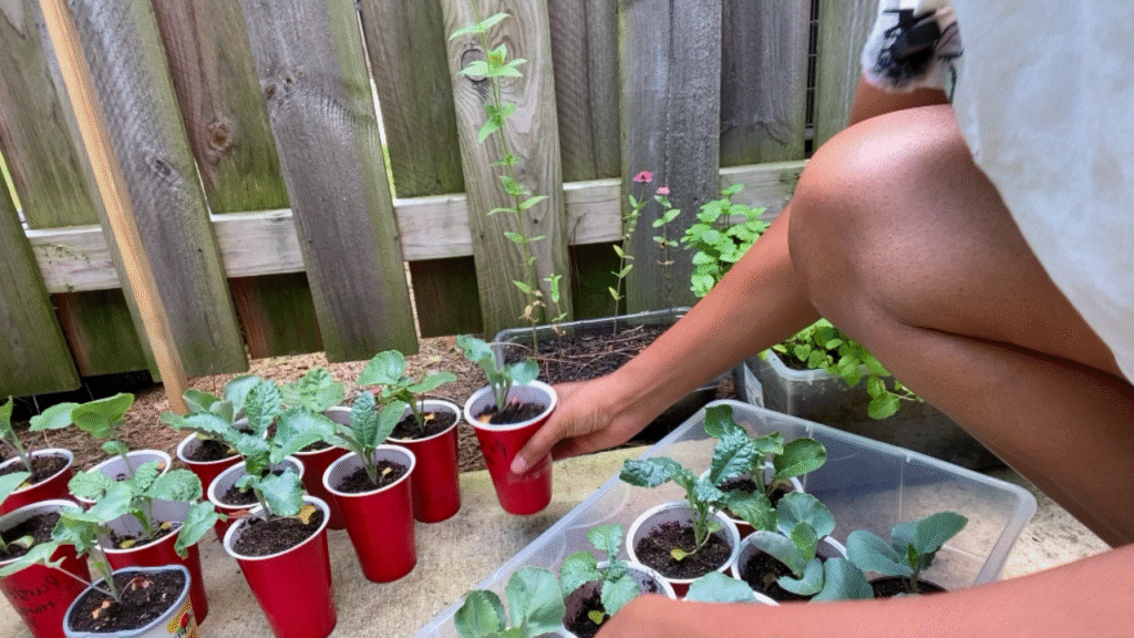 harden off seedlings