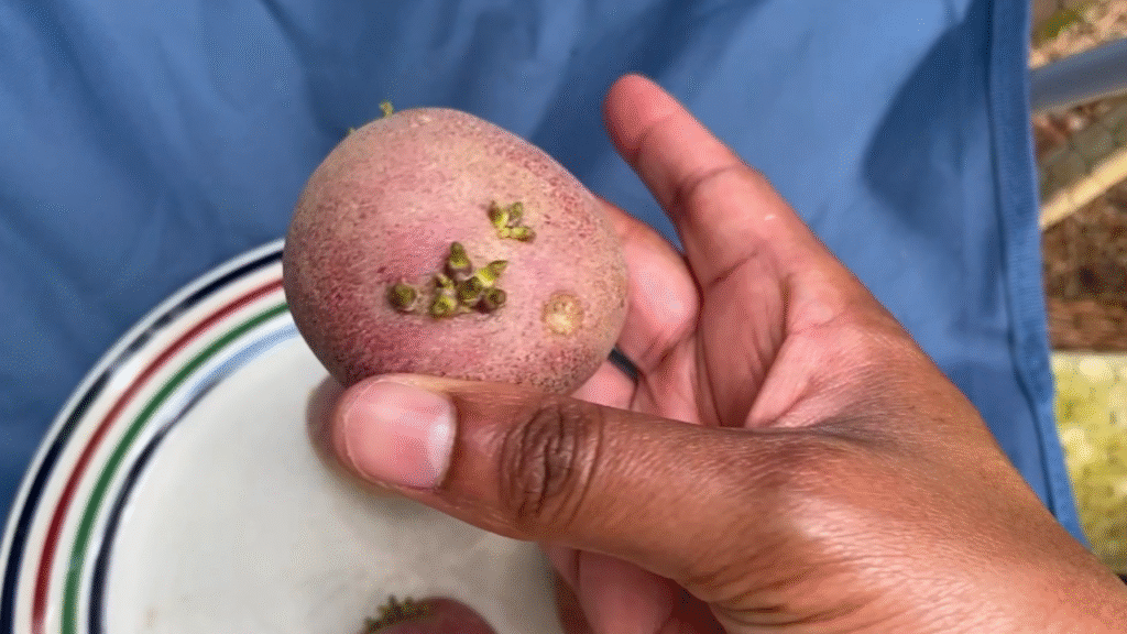 how to grow potatoes from eyes 