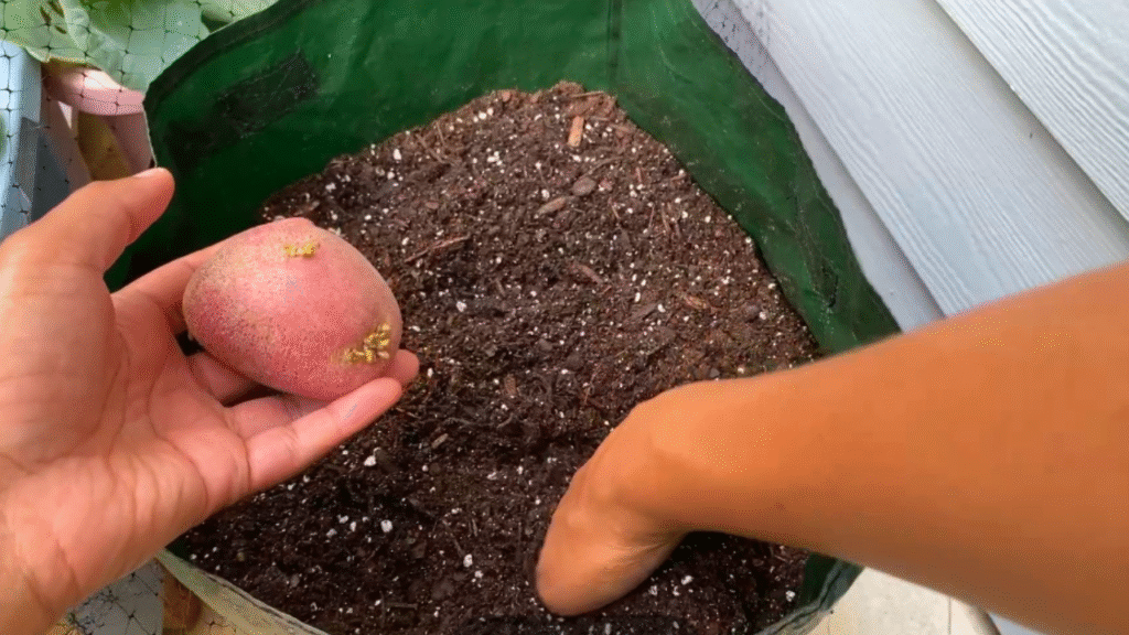 how to plant potatoes