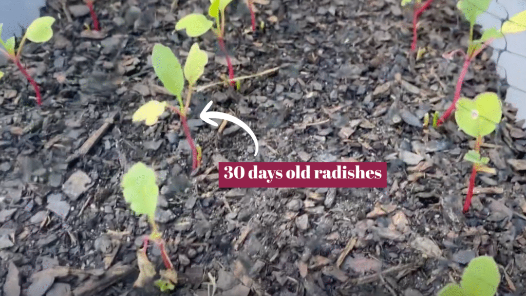 How long do radishes take to grow