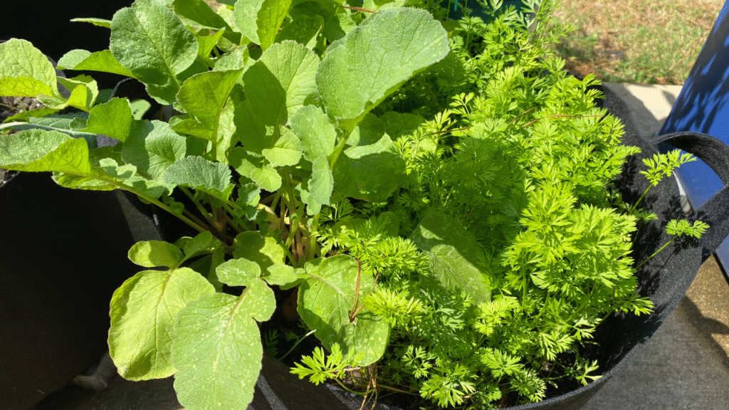 How to grow radishes