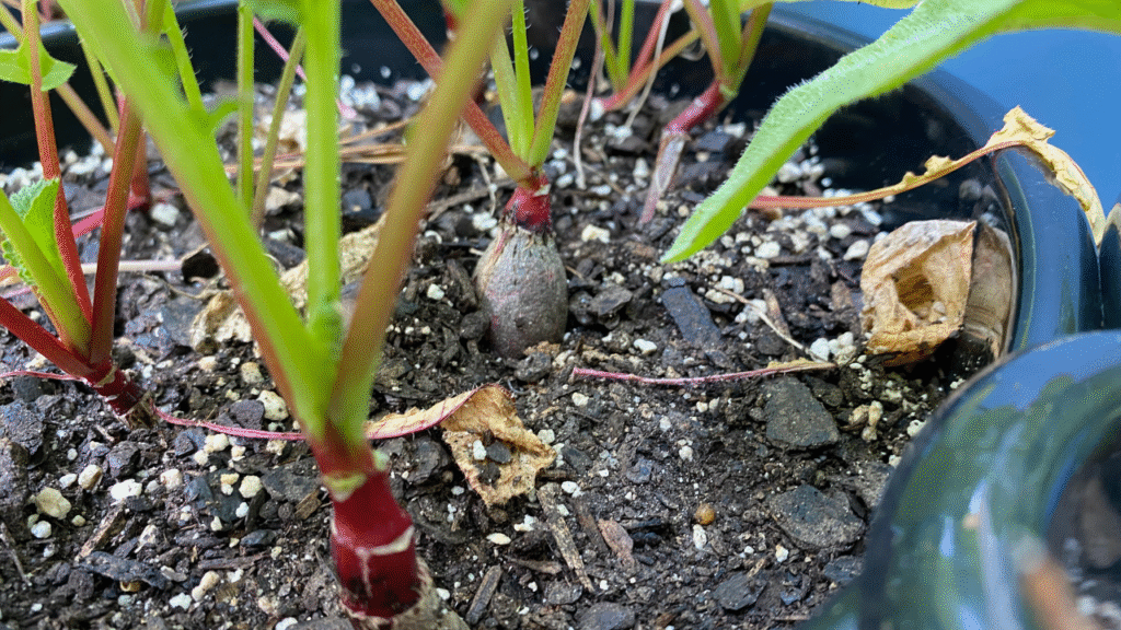 How long do radishes take to grow
