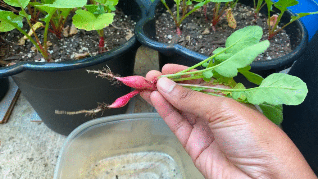 growing radishes