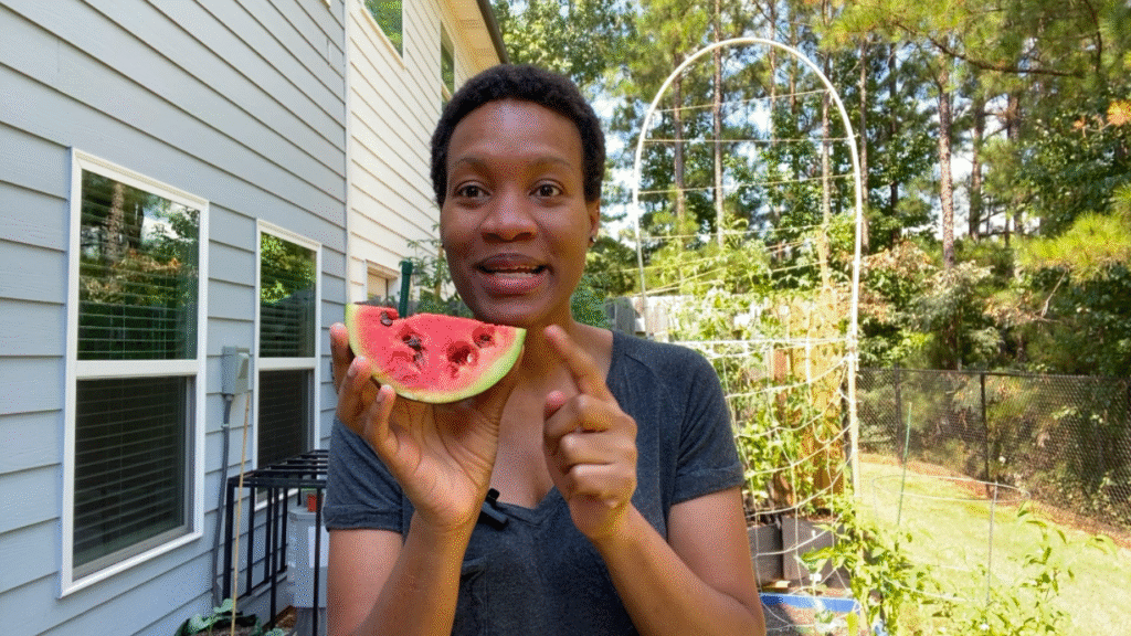 Growing sugar baby watermelon