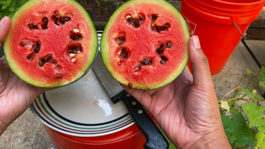 how to grow watermelon from seed