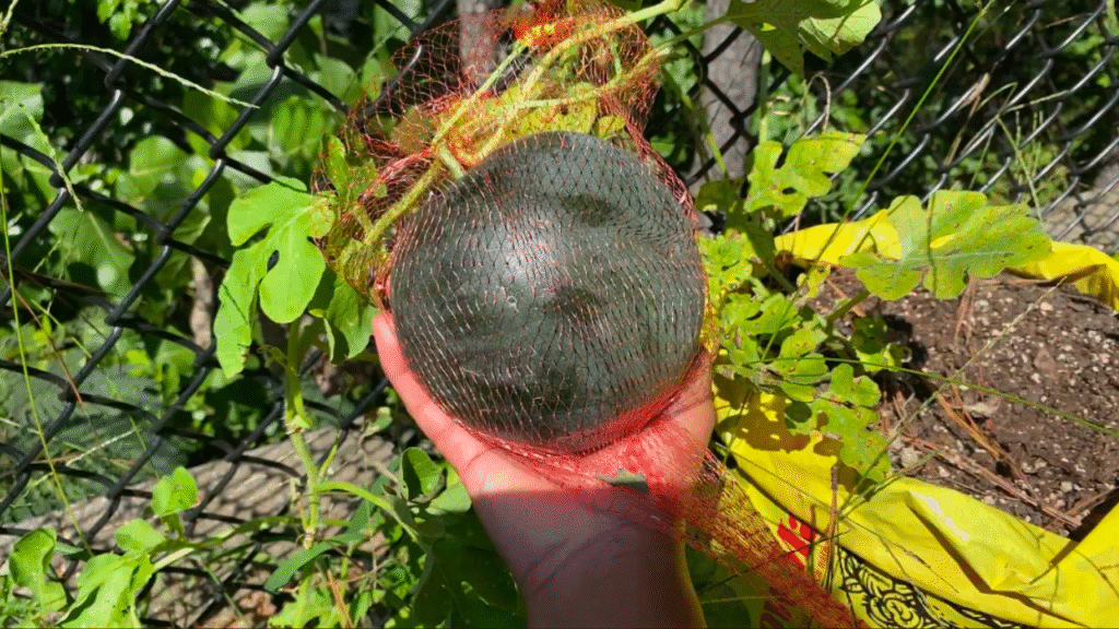 when to harvest watermelon