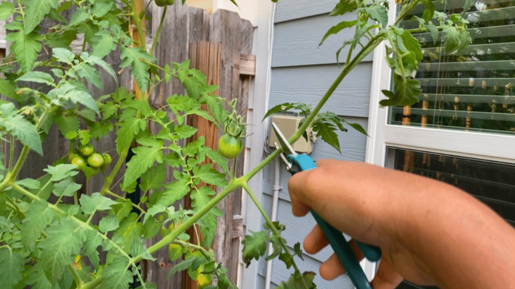 how to top tomato plants