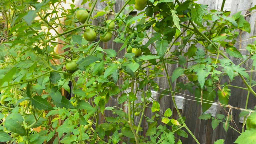 when to top tomato plants