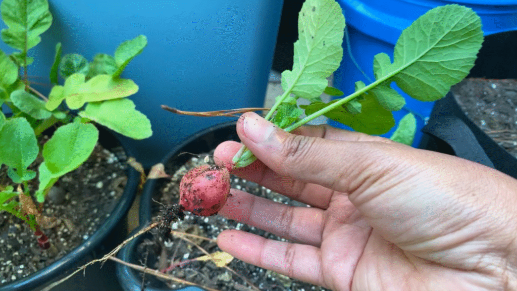 growing radishes in containers