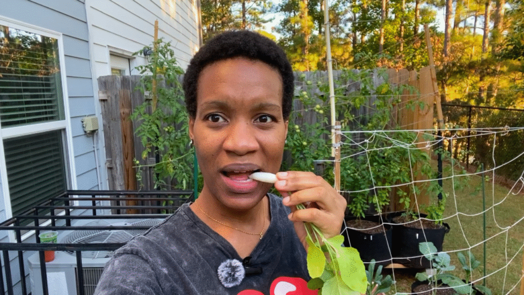 When are radishes ready to harvest