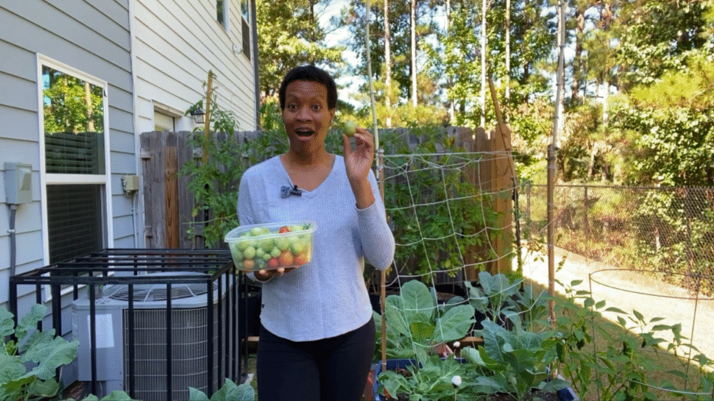 how to ripen green tomatoes indoors