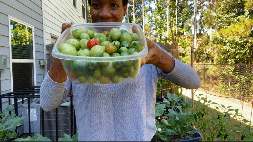 How to ripen green tomatoes