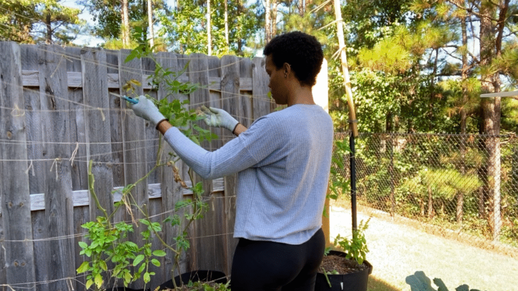 taking down tomato plants