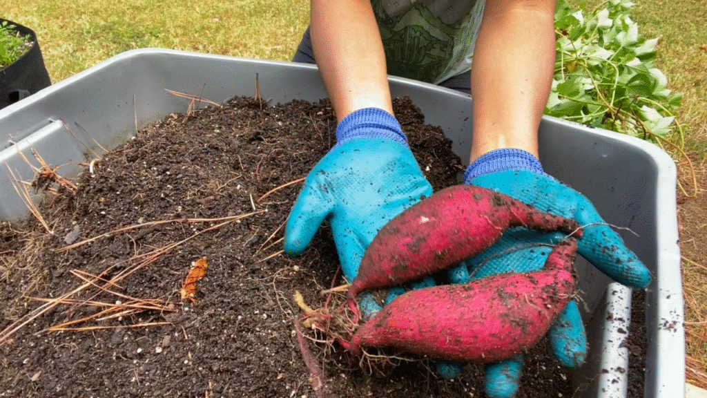 when are sweet potatoes ready to harvest