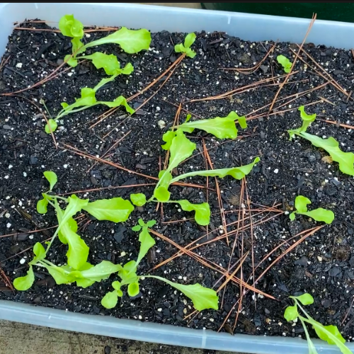 beige and cobalt modern retro logo