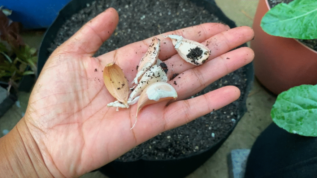 how to grow garlic at home