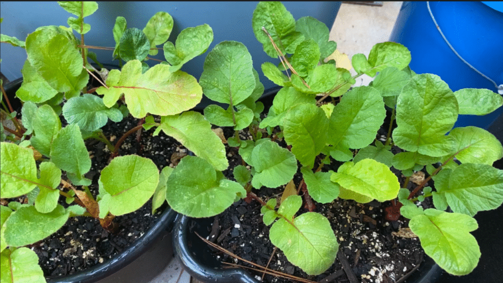 Gardening in October with radishes