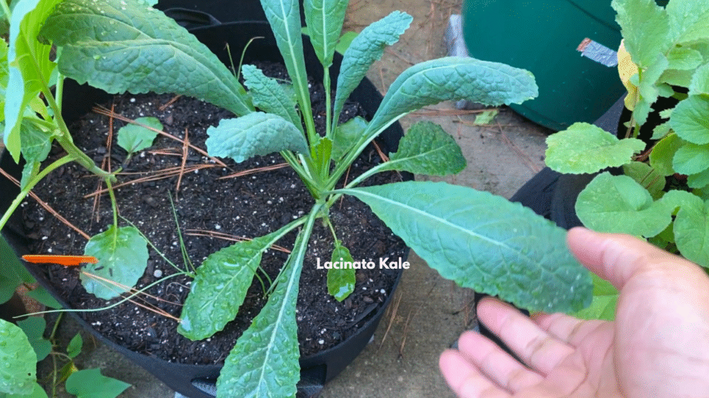Gardening in October with kale