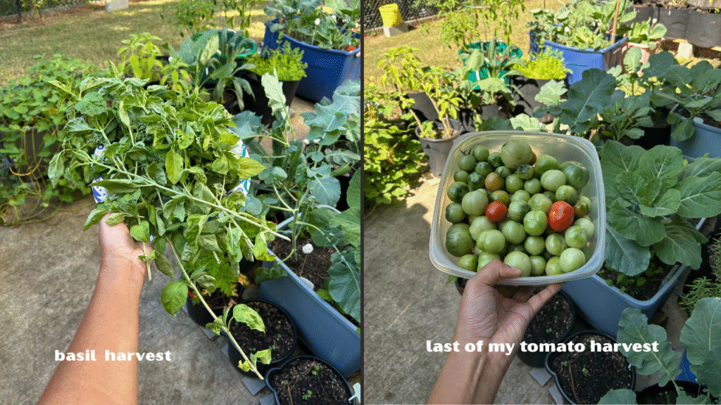 benefits of growing your own food