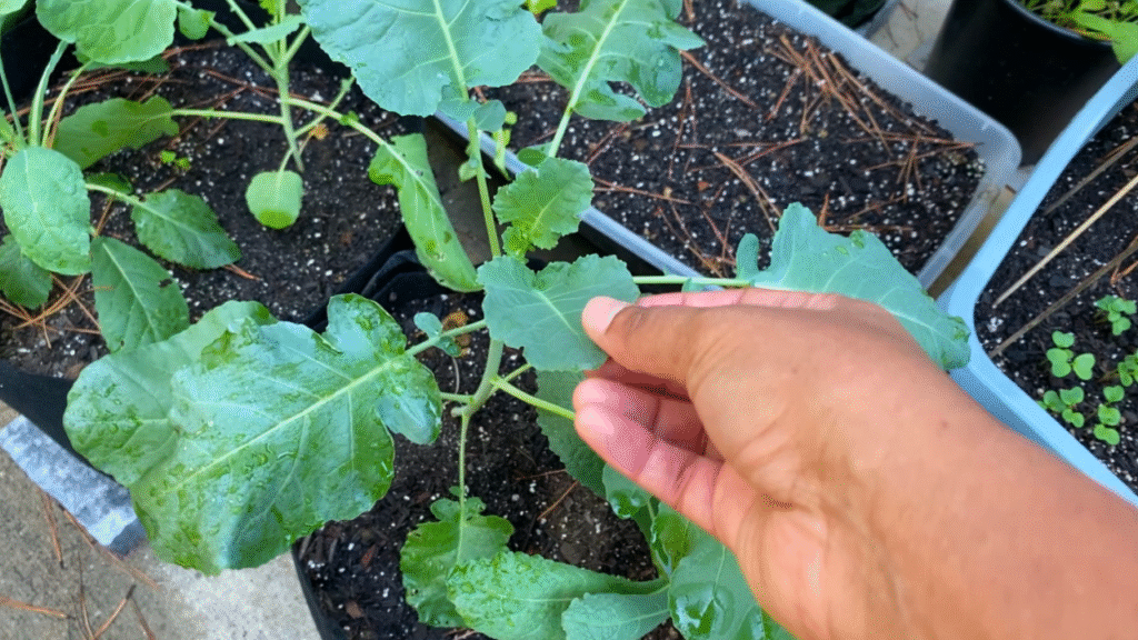 growing broccoli in containers