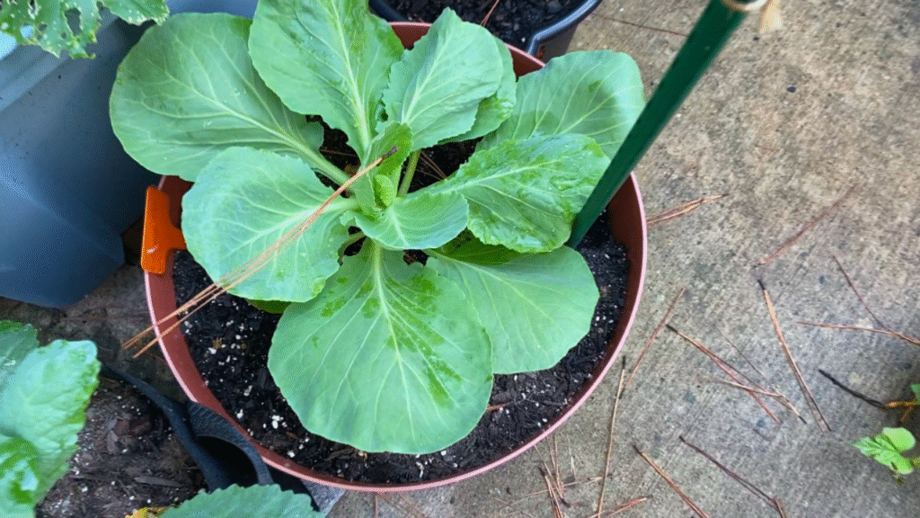 growing cabbage in containers
