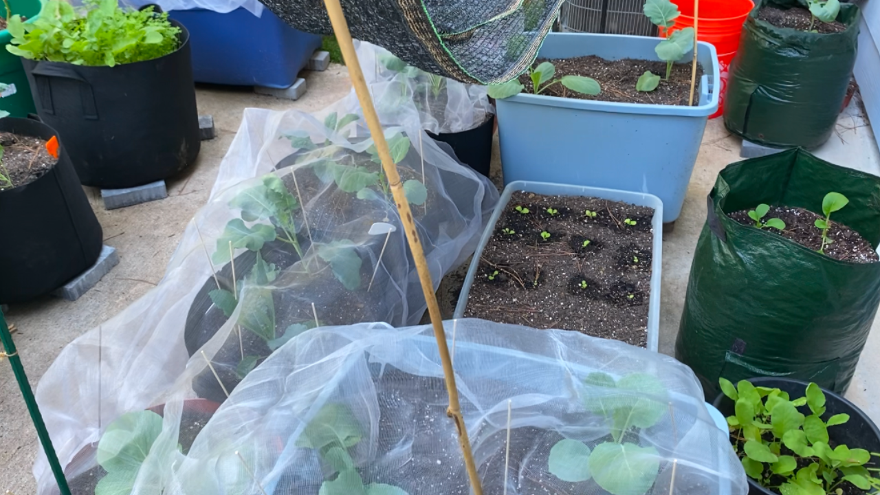 Picture of Garden Pests Control Made Simple for Container Gardens