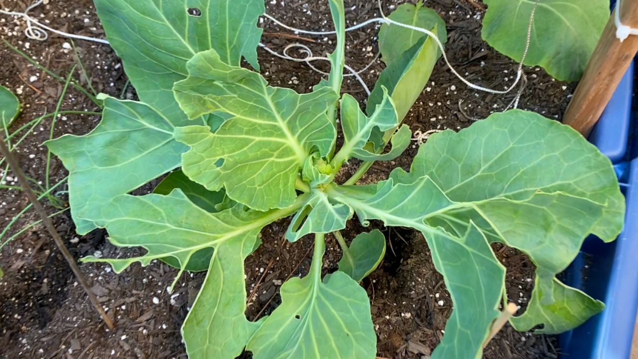 How Neem Oil Spray for Plants Saved My Fall Garden -