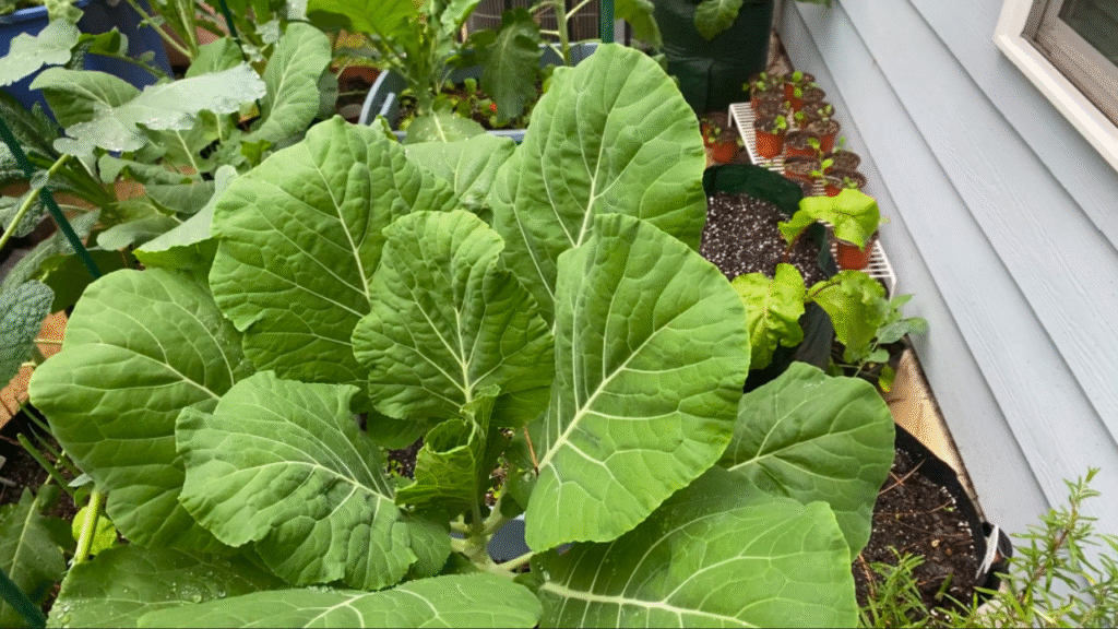 what to plant in November