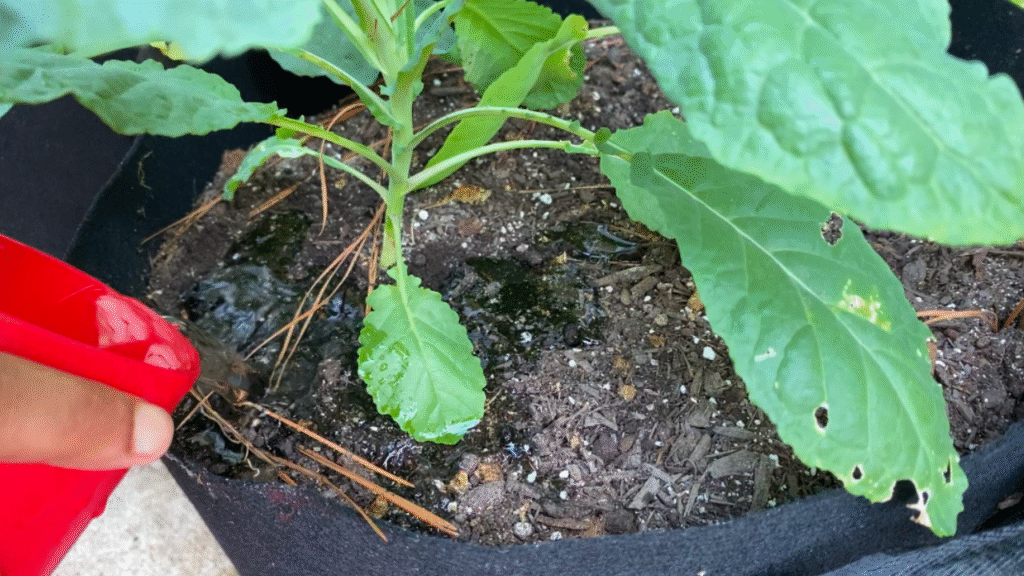 How to fertilize plants