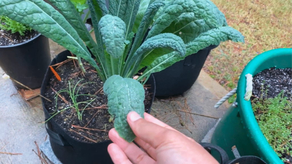 Plants to grow in November