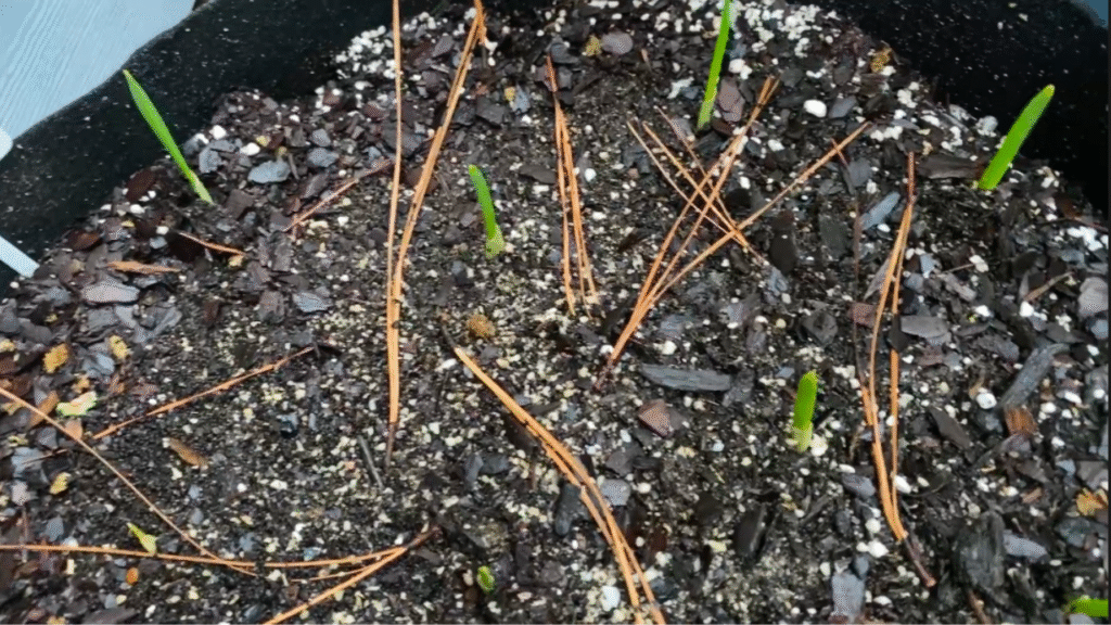Growing garlic from cloved