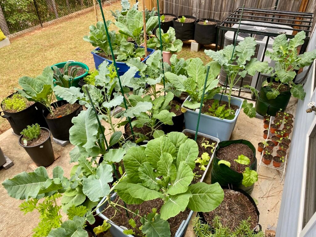 easy veggies to grow