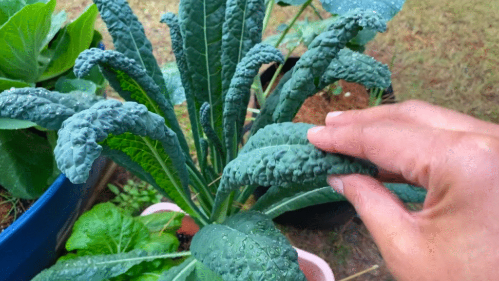 growing kale from seed
