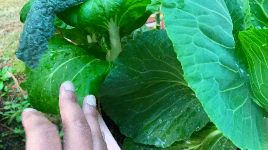 growing bok choy