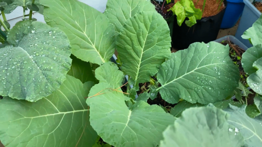growing collard greens