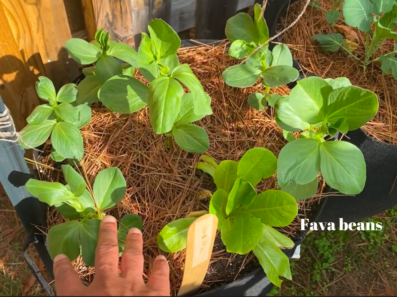 what to plant in December