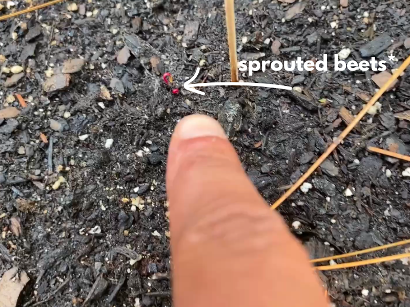 what to plant in December