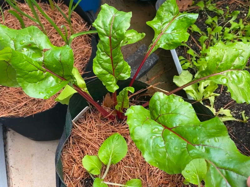 growing beets in containers