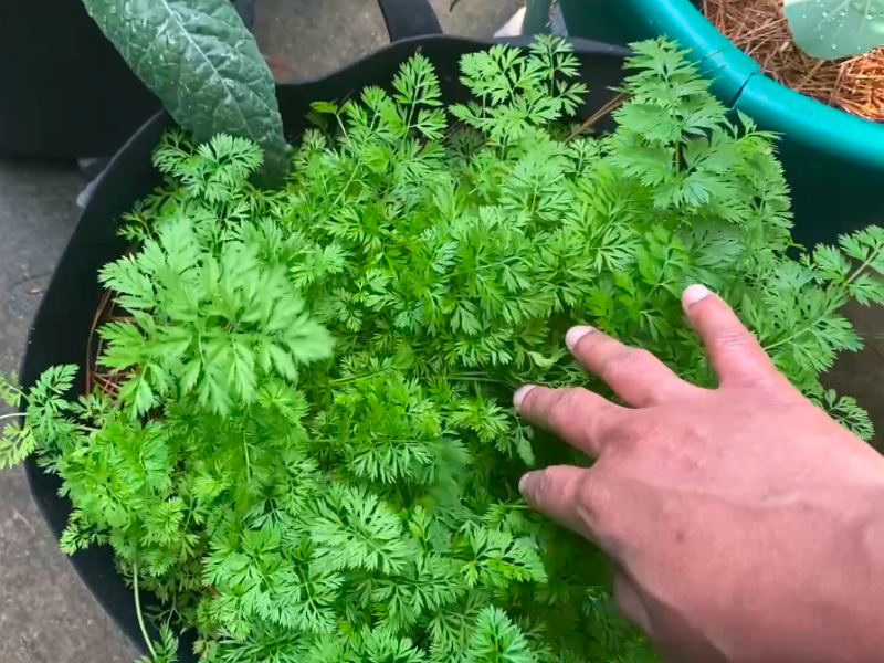 Veggies to plant in winter