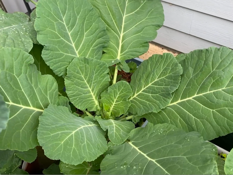 what to plant in December