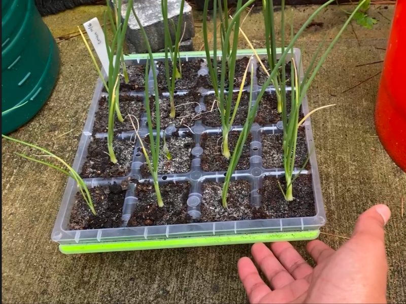 Veggies to plant in winter